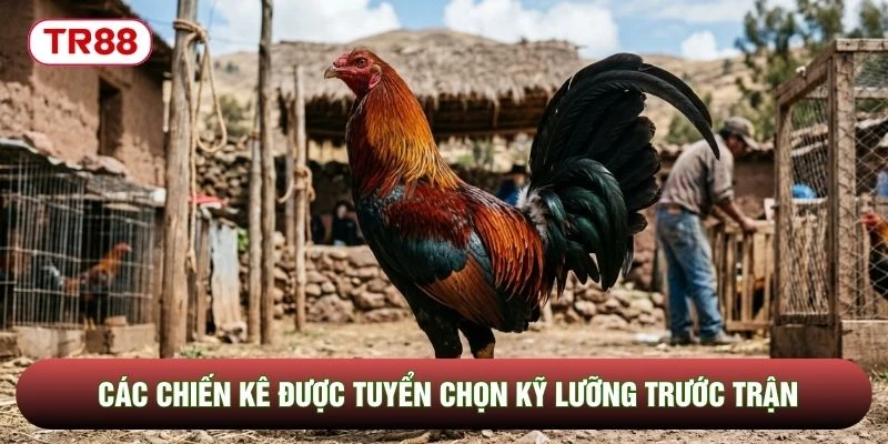 Các chiến kê được tuyển chọn kỹ lưỡng trước trận