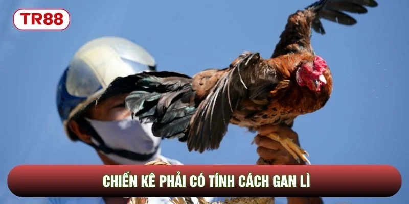 Chiến kê phải có tính cách gan lì