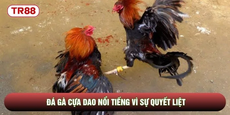 Đá gà cựa dao nổi tiếng vì sự quyết liệt