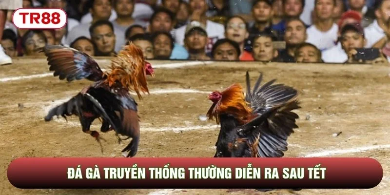 Đá gà truyền thống thường diễn ra sau tết