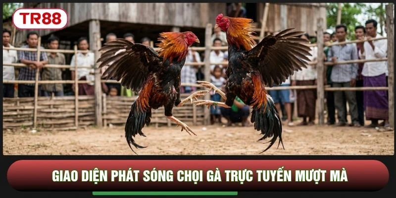 Giao diện phát sóng chọi gà trực tuyến mượt mà