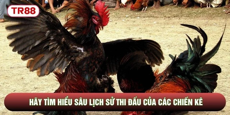 Hãy tìm hiểu sâu lịch sử thi đấu của các chiến kê