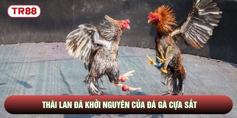 Thái Lan đã khởi nguyên của đá gà cựa sắt