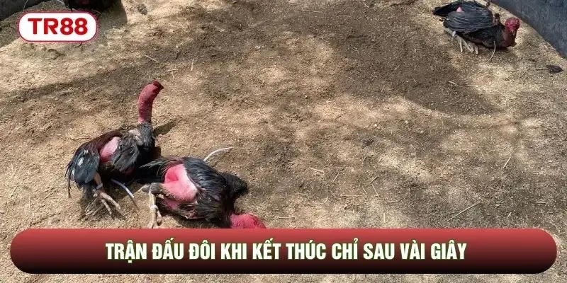 Trận đấu đôi khi kết thúc chỉ sau vài giây